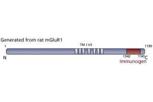 Image no. 3 for anti-Glutamate Receptor, Metabotropic 1 (GRM1) (AA 1042-1160) antibody (ABIN968281)