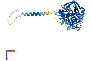 TMPRSS11F Protein (AA 1-439) (His tag)