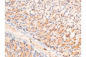 ABIN6267073 at 1/100 staining mouse gastric tissue sections by IHC-P. (CHEK1 Antikörper  (pSer280))