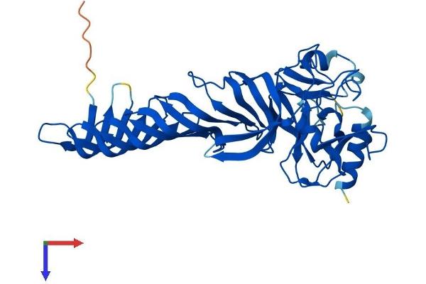 SETD7 Protein (AA 1-366) (His tag)