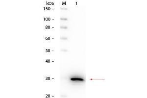 Western Blot of Rabbit anti-Carbonic Anhydrase II Antibody Peroxidase Conjugated. (CA2 Antikörper  (HRP))