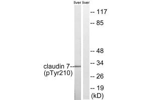 Western blot analysis of extracts from rat liver cells, using Claudin 7 (Phospho-Tyr210) antibody. (Claudin 7 Antikörper  (pTyr210))