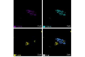 Immunofluorescence staining of human appendix tissue sample. (Rekombinanter CD56 Antikörper  (Extracellular Domain) (Atto 565))