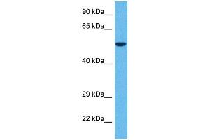 Host:  Rabbit  Target Name:  GABRD  Sample Tissue:  Human 786-0 Whole Cell  Antibody Dilution:  1ug/ml (GABRD Antikörper  (N-Term))