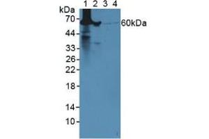 Western blot analysis of (1) Mouse Liver Tissue, (2) Mouse Lung Tissue, (3) Human HeLa cells and (4) Human 293T Cells. (GLUD1 Antikörper  (AA 65-273))