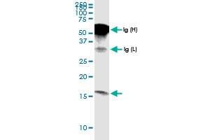 Immunoprecipitation of G0S2 transfected lysate using anti-G0S2 MaxPab rabbit polyclonal antibody and Protein A Magnetic Bead , and immunoblotted with G0S2 MaxPab rabbit polyclonal antibody (D01) . (G0S2 Antikörper  (AA 1-103))