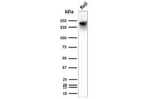 Western Blot Analysis of human Raji cell lysate using CD45RB Mouse Monoclonal Antibody (BRA-11). (CD45 Antikörper)