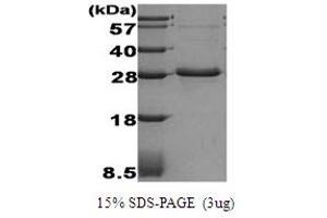 SDS-PAGE (SDS) image for Adiponectin (ADIPOQ) (AA 15-244) protein (ABIN666686) (ADIPOQ Protein (AA 15-244))