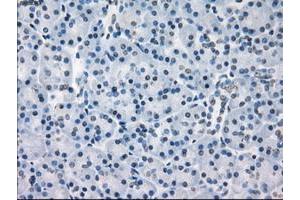 Image no. 2 for anti-Fc Fragment of IgG, Low Affinity IIa, Receptor (CD32) (FCGR2A) antibody (ABIN1497264)