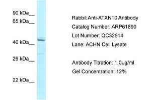 Western Blotting (WB) image for anti-Ataxin 10 (ATXN10) (C-Term) antibody (ABIN2788939) (Ataxin 10 Antikörper  (C-Term))