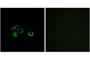 Immunofluorescence (IF) image for anti-Olfactory Receptor, Family 2, Subfamily Z, Member 1 (OR2Z1) (AA 201-250) antibody (ABIN2890994) (OR2Z1 Antikörper  (AA 201-250))