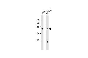 All lanes : Anti-ALKBH5 Antibody (Center) at 1:500 dilution Lane 1: Hela whole cell lysate Lane 2: MCF-7 whole cell lysate Lysates/proteins at 20 μg per lane. (ALKBH5 Antikörper  (AA 302-330))