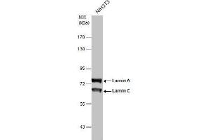 WB Image Sample (30 ug of whole cell lysate) A: NIH-3T3 7. (Lamin A/C Antikörper)