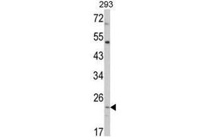 Western blot analysis of ATP5O Antibody (N-term) in 293 cell line lysates (35ug/lane). (ATP5O Antikörper  (N-Term, Subunit O))
