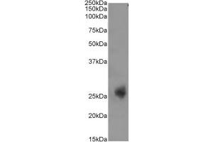 Western Blot using anti-CD3E antibody YTH 12. (Rekombinanter CD3 epsilon Antikörper)