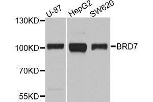 Western blot analysis of extracts of various cell lines, using BRD7 antibody (ABIN5971285) at 1/1000 dilution. (BRD7 Antikörper)