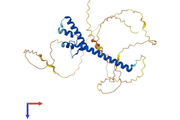 NEUROD4 Protein (AA 1-330) (His tag)