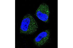 Confocal immunofluorescent analysis of HS Antibody (ABIN388133 and ABIN2846370) with NCI- cell followed by Alexa Fluor 488-conjugated goat anti-rabbit lgG (green). (GRP78 Antikörper)