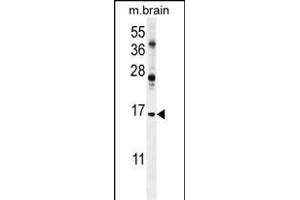 ENSA Antibody (Center) (ABIN654413 and ABIN2844151) western blot analysis in mouse brain tissue lysates (35 μg/lane). (Ensa Antikörper  (AA 39-66))