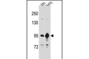 CTNNB1 Antibody (C-term) A western blot analysis in 293,T47D cell line lysates (35 μg/lane). (CTNNB1 Antikörper  (C-Term))