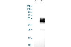 Western Blot analysis of Lane 1: negative control (vector only transfected HEK293T cell lysate) and Lane 2: over-expression lysate (co-expressed with a C-terminal myc-DDK tag in mammalian HEK293T cells) with NPDC1 polyclonal antibody . (NPDC1 Antikörper)