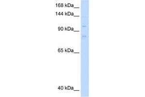 Western Blotting (WB) image for anti-Minichromosome Maintenance Deficient 8 (MCM8) antibody (ABIN2461401) (MCM8 Antikörper)
