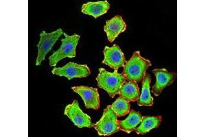 Immunofluorescence analysis of HL-7702 cells using KDM1A mouse mAb (green). (LSD1 Antikörper  (AA 55-263))