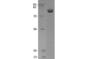 Validation with Western Blot (LGMN Protein (Transcript Variant 2) (His tag))
