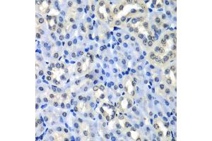 Immunohistochemistry of paraffin-embedded mouse kidney using H2AFZ antibody (ABIN5973977) at dilution of 1/100 (40x lens). (H2AFZ Antikörper)