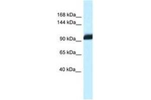 Image no. 1 for anti-Zinc Fingers and Homeoboxes 1 (ZHX1) (AA 780-829) antibody (ABIN6747464)