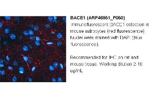 Image no. 3 for anti-Beta-secretase 1 (BACE1) (N-Term) antibody (ABIN2782766) (BACE1 Antikörper  (N-Term))