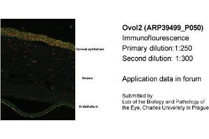 Image no. 2 for anti-Ovo-Like 2 (OVOL2) (N-Term) antibody (ABIN2781151) (OVOL2 Antikörper  (N-Term))