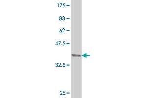 Western Blot detection against Immunogen (35. (CDX4 Antikörper  (AA 202-284))