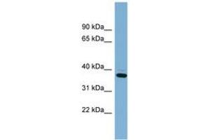 Image no. 1 for anti-XiAP Associated Factor 1 (XAF1) (AA 107-156) antibody (ABIN6742002)