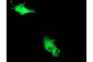Anti-BECN1 mouse monoclonal antibody (ABIN2454394) immunofluorescent staining of COS7 cells transiently transfected by pCMV6-ENTRY BECN1 (RC201629). (Beclin 1 Antikörper)