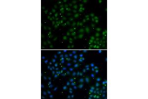 Immunofluorescence analysis of A549 cells using U2AF1L4 antibody (ABIN2560627). (Splicing factor U2AF 26 kDa subunit (U2AF1L4) Antikörper)