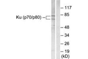 Western blot analysis of extracts from LOVO cells, using Ku70/80 Antibody. (Ku70/80 (AA 683-732) Antikörper)