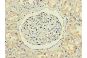 Immunohistochemistry of paraffin-embedded human kidney tissue using ABIN7161731 at dilution of 1:100