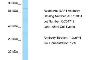 Western Blotting (WB) image for anti-BRCA1 Associated Protein-1 (Ubiquitin Carboxy-terminal Hydrolase) (BAP1) (C-Term) antibody (ABIN970181) (BAP1 Antikörper  (C-Term))