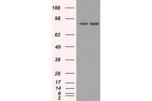 Western Blotting (WB) image for anti-SCY1-Like 3 (SCYL3) antibody (ABIN1500834) (SCYL3 Antikörper)