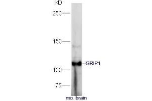 Mouse brain lysate probed with Rabbit Anti-GRIP1 Polyclonal Antibody, Unconjugated (ABIN2559499) at 1:300 in 4˚C. (GRIP1 Antikörper  (AA 1-100))