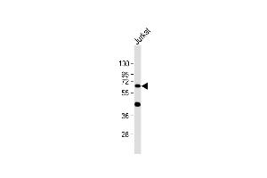 Western Blotting (WB) image for anti-Cytochrome P450, Family 1, Subfamily A, Polypeptide 1 (CYP1A1) (AA 377-405), (C-Term) antibody (ABIN1882232)