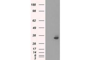HEK293T cells were transfected with the pCMV6-ENTRY control (Left lane) or pCMV6-ENTRY SRR (Right lane) cDNA for 48 hrs and lysed. (SRR Antikörper)