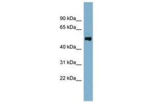 Image no. 1 for anti-STAM Binding Protein-Like 1 (STAMBPL1) (N-Term) antibody (ABIN6743273) (STAMBPL1 Antikörper  (N-Term))