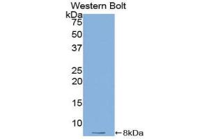 Western Blotting (WB) image for anti-Thymosin beta-4 (TMSB4X) (AA 1-44) antibody (ABIN1078567) (TMSB4X Antikörper  (AA 1-44))