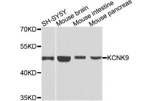 Western blot analysis of extracts of various cells, using KCNK9 antibody.