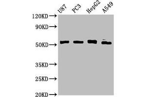 Western Blot Positive WB detected in: U87 whole cell lysate, PC-3 whole cell lysate, HepG2 whole cell lysate, A549 whole cell lysate All lanes: PPP2R2D antibody at 3.