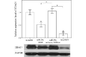 Western Blotting (WB) image for anti-Glyceraldehyde-3-Phosphate Dehydrogenase (GAPDH) antibody (ABIN2857072)