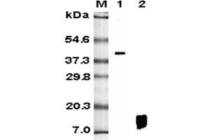 Western blot analysis using anti-RELM-β (human), mAb (HRB 149)  at 1:5'000 dilution. (RETNLB Antikörper)