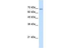 TM9SF1 antibody used at 1. (TM9SF1 Antikörper  (N-Term))